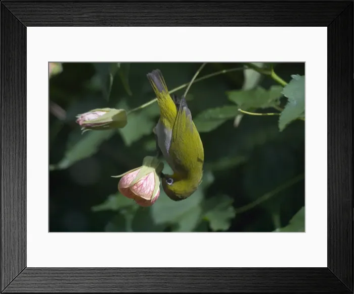 Framed Print : Oriental White-eye piercing base of flower. Inhabits open broadleaved forests and wooded areas. Also well-planted urban gardens. Photographed in the Ootacamund Botanic Gardens, Nilgiri Hills, Western Ghats, South India, Asia Framed Print : Oriental White-eye piercing base of flower. Inhabits open broadleaved forests and wooded areas. Also well-planted urban gardens. Photographed in the Ootacamund Botanic Gardens, Nilgiri Hills, Western Ghats, South India, Asia