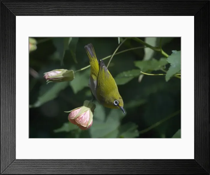 Framed Print : Oriental White-eye - On flower. Inhabits open broadleaved forests and wooded areas. Also well-planted urban gardens. Photographed in the Ootacamund Botanic Gardens, Nilgiri Hills, Western Ghats, South India, Asia Framed Print : Oriental White-eye - On flower. Inhabits open broadleaved forests and wooded areas. Also well-planted urban gardens. Photographed in the Ootacamund Botanic Gardens, Nilgiri Hills, Western Ghats, South India, Asia
