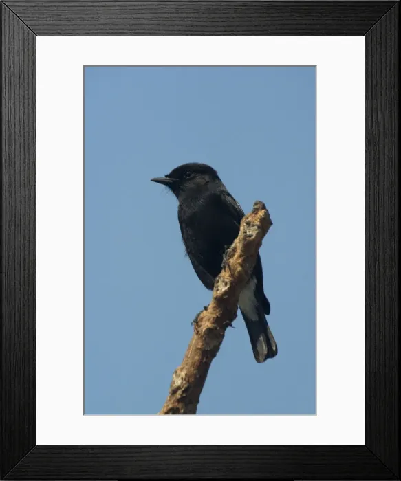 Framed Print : Pied Bushchat / Pied Bush Chat- Male perched on branch. Frequents cultivated areas and open country with scattered bushes. Photographed near Goa, India, Asia Framed Print : Pied Bushchat / Pied Bush Chat- Male perched on branch. Frequents cultivated areas and open country with scattered bushes. Photographed near Goa, India, Asia