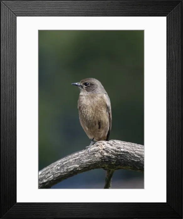 Framed Print : Pied Bushchat / Pied Bush Chat - Female, perched on branch. Frequents cultivated areas and open country with scattered bushes. Photographed in a well-bushed suburban area of Ootacamund, Nilgiri Hills, Western Ghats, South India Framed Print : Pied Bushchat / Pied Bush Chat - Female, perched on branch. Frequents cultivated areas and open country with scattered bushes. Photographed in a well-bushed suburban area of Ootacamund, Nilgiri Hills, Western Ghats, South India