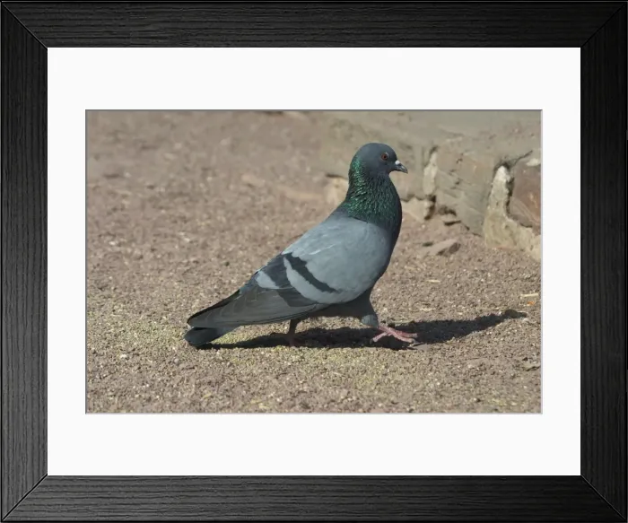 Framed Print : Rock Pigeon - On ground Photographed At Jodhpur, India, Asia Framed Print : Rock Pigeon - On ground Photographed At Jodhpur, India, Asia