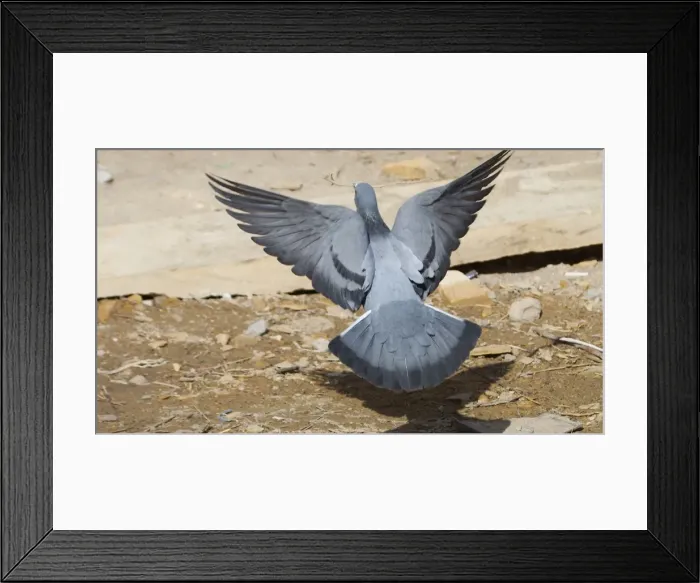 Framed Print : Rock Pigeon - In flight, with stick Photographed in Jaisalmer, Rajasthan, India, Asia Framed Print : Rock Pigeon - In flight, with stick Photographed in Jaisalmer, Rajasthan, India, Asia