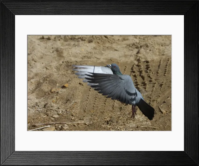 Framed Print : Rock Pigeon - In flight, with stick. Flying to nest. Photographed in Jaisalmer, Rajasthan, India, Asia Framed Print : Rock Pigeon - In flight, with stick. Flying to nest. Photographed in Jaisalmer, Rajasthan, India, Asia