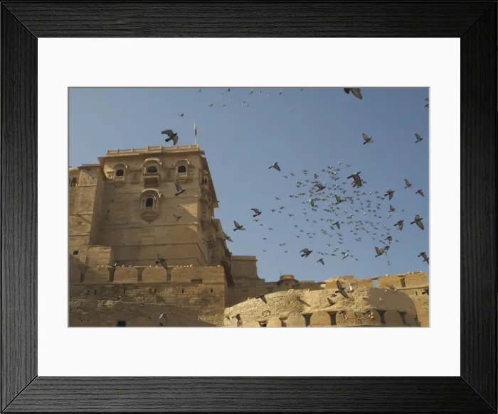 Framed Print : Rock Pigeons - Flock in flight. This ancient hill fort was built in 1156. Inhabits cliffs, ruins and old palaces and forts. Also in cities. Large flocks of Rock Pigeons live in Jaisalmer Fort, Rajasthan, northwest India, Asia Framed Print : Rock Pigeons - Flock in flight. This ancient hill fort was built in 1156. Inhabits cliffs, ruins and old palaces and forts. Also in cities. Large flocks of Rock Pigeons live in Jaisalmer Fort, Rajasthan, northwest India, Asia