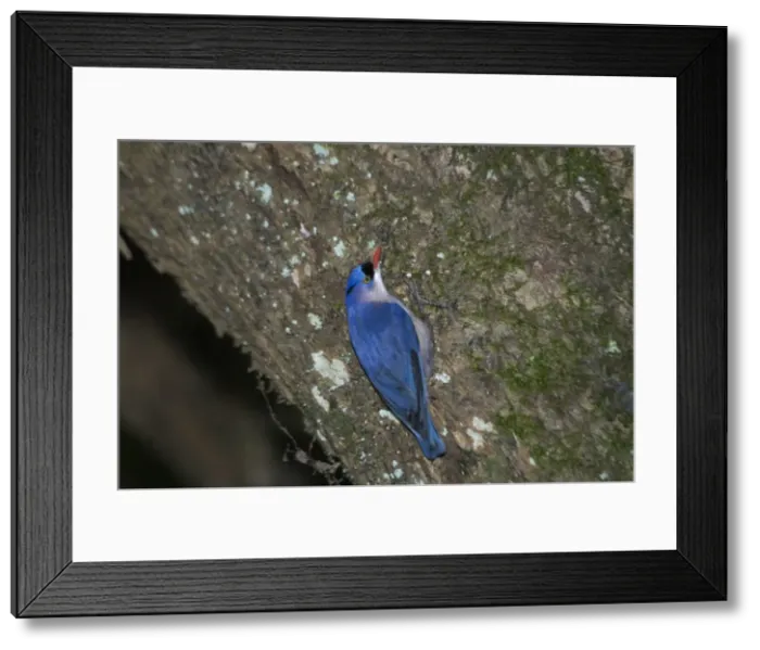 Framed Print : Velvet-fronted Nuthatch - Male, on tree trunk. A bird restricted to the Himalayas and Indian hill country. Inhabits open broad-leaved forest and well-wooded areas. Photographed in Ootacamund Botanic Gardens, Nilgiri Hills Framed Print : Velvet-fronted Nuthatch - Male, on tree trunk. A bird restricted to the Himalayas and Indian hill country. Inhabits open broad-leaved forest and well-wooded areas. Photographed in Ootacamund Botanic Gardens, Nilgiri Hills
