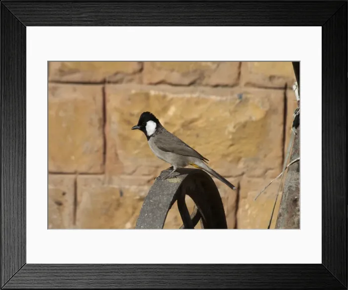 Framed Print : White-eared Bulbul - On perch Found in Pakistan and northwest India where it inhabits dry areas with thorn scrub and some cultivation. Also into city edges. Photographed in Jaisalmer, Rajasthan, India, Asia Framed Print : White-eared Bulbul - On perch Found in Pakistan and northwest India where it inhabits dry areas with thorn scrub and some cultivation. Also into city edges. Photographed in Jaisalmer, Rajasthan, India, Asia