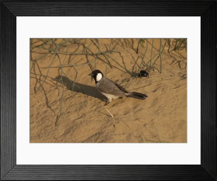 Framed Print : White-eared Bulbul - On sandy ground. Found in Pakistan and northwest India where it inhabits dry areas with thorn scrub and some cultivation. Also into city edges. Photographed in the desert near Sam west of Jaisalmer, Rajasthan, India Framed Print : White-eared Bulbul - On sandy ground. Found in Pakistan and northwest India where it inhabits dry areas with thorn scrub and some cultivation. Also into city edges. Photographed in the desert near Sam west of Jaisalmer, Rajasthan, India
