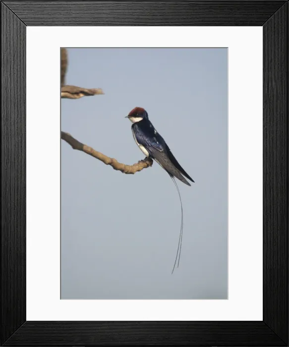 Framed Print : Wire-tailed Swallow - Perched on branch. A widespread Indian resident inhabiting open country and cultivated areas near water. Photographed at Goa, India, Asia Framed Print : Wire-tailed Swallow - Perched on branch. A widespread Indian resident inhabiting open country and cultivated areas near water. Photographed at Goa, India, Asia