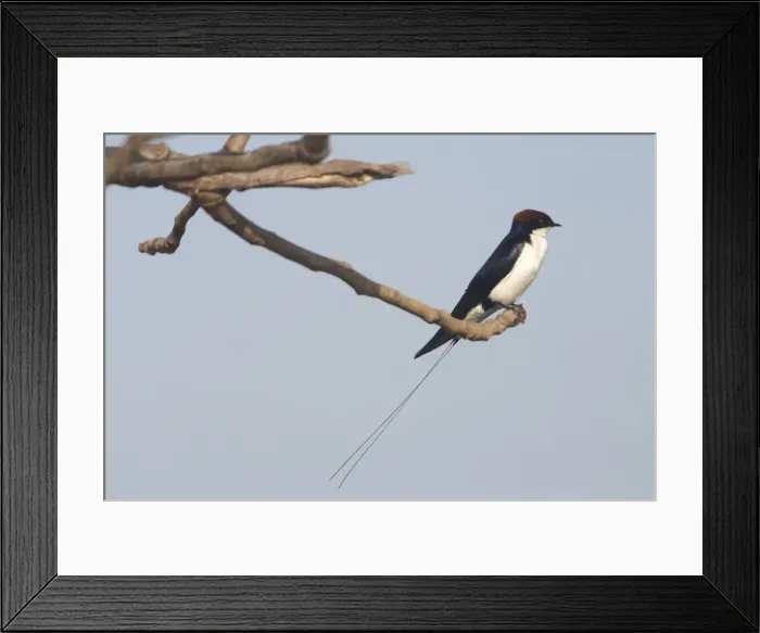 Framed Print : Wire-tailed Swallow - Perched on branch, A widespread Indian resident inhabiting open country and cultivated areas near water. Photographed at Goa, India, Asia Framed Print : Wire-tailed Swallow - Perched on branch, A widespread Indian resident inhabiting open country and cultivated areas near water. Photographed at Goa, India, Asia