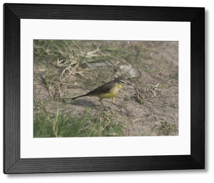 Framed Print : Yellow Wagtail - Breeds in the Himalayas and is widespread in India during the winter frequenting damp grasslands and edges of pools, lakes and wetlands. Photographed in Jaipur, India, Asia Framed Print : Yellow Wagtail - Breeds in the Himalayas and is widespread in India during the winter frequenting damp grasslands and edges of pools, lakes and wetlands. Photographed in Jaipur, India, Asia