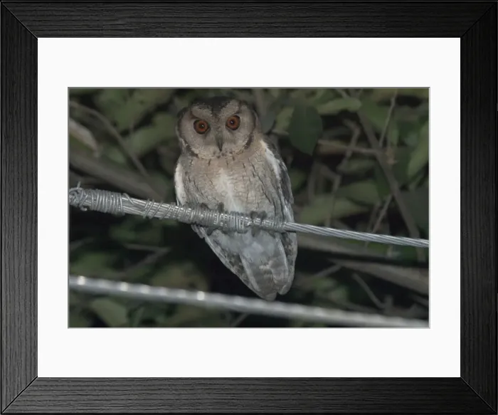 Framed Print : Spotted Owlet - Perched on wire Found in habitation and cultivated areas. Photographed in Bharaptur township, India, Asia Framed Print : Spotted Owlet - Perched on wire Found in habitation and cultivated areas. Photographed in Bharaptur township, India, Asia