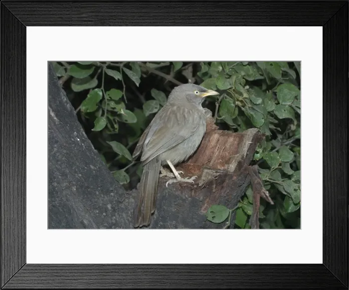 Framed Print : Jungle Babbler - On tree stump A widespread Indian resident found in deciduous forest and cultivation. Photographed in Keoladeo Ghana National Park, Bharatpur, India, Asia Framed Print : Jungle Babbler - On tree stump A widespread Indian resident found in deciduous forest and cultivation. Photographed in Keoladeo Ghana National Park, Bharatpur, India, Asia