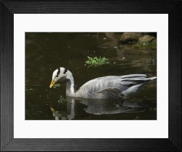 Framed Print : Bar-headed Goose - On water A widespread winter visitor in India on large rivers and inland lakes Framed Print : Bar-headed Goose - On water A widespread winter visitor in India on large rivers and inland lakes