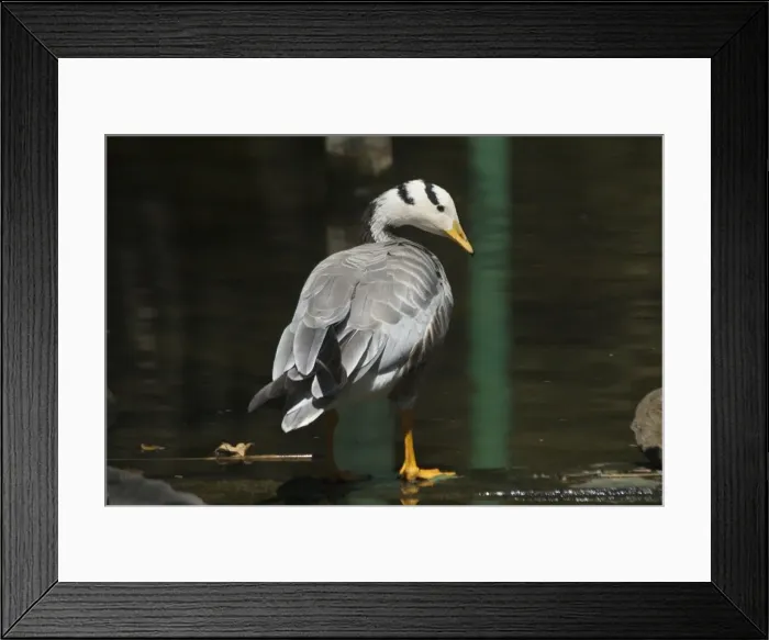 Framed Print : Bar-headed Goose - Standing at waters edge A widespread winter visitor in India on large rivers and inland lakes Framed Print : Bar-headed Goose - Standing at waters edge A widespread winter visitor in India on large rivers and inland lakes
