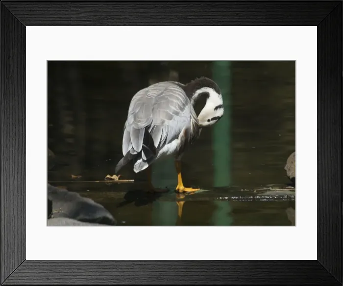 Framed Print : Bar-headed Goose - Preening A widespread winter visitor in India on large rivers and inland lakes Framed Print : Bar-headed Goose - Preening A widespread winter visitor in India on large rivers and inland lakes