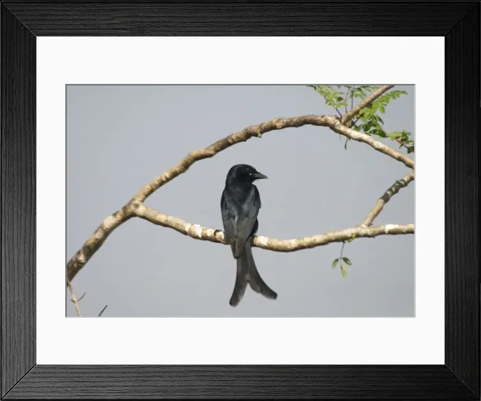 Framed Print : Black Drongo - Perched on branch Frequents villages and cultivated areas. Photographed in Goa, India, Asia Framed Print : Black Drongo - Perched on branch Frequents villages and cultivated areas. Photographed in Goa, India, Asia