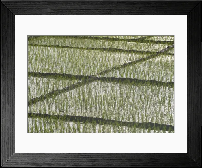 Framed Print : Rice Paddy - This is replanted rice. When first planted rice grows too thickly and after a few weeks it is pulled up and replanted. Photographed near Carambolim Lake, Goa, India, Asia Framed Print : Rice Paddy - This is replanted rice. When first planted rice grows too thickly and after a few weeks it is pulled up and replanted. Photographed near Carambolim Lake, Goa, India, Asia
