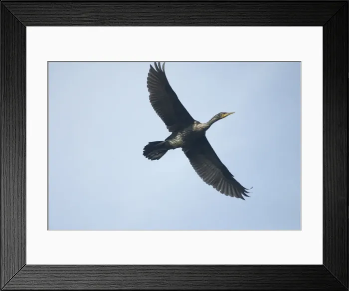 Framed Print : Indian Cormorant - In flight A widespread resident in both coastal and inland waters. Photographed at Carambolim Lake, Goa, India, Asia Framed Print : Indian Cormorant - In flight A widespread resident in both coastal and inland waters. Photographed at Carambolim Lake, Goa, India, Asia