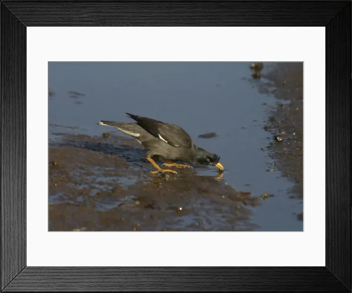 Framed Print : Jungle Myna - Drinking Prefers well-wooded areas near cultivation and the edges of villages and towns. This is the mahrattensis subspecies found only in the western peninsula of India. Photographed in Ootacamund, Nilgiri Hills Framed Print : Jungle Myna - Drinking Prefers well-wooded areas near cultivation and the edges of villages and towns. This is the mahrattensis subspecies found only in the western peninsula of India. Photographed in Ootacamund, Nilgiri Hills