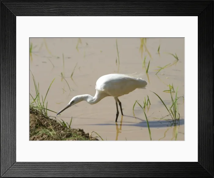 Framed Print : Little Egret - Standng in water Frequents both inland and coastal wetlands. Photographed in a rice paddy near Carambolim Lake, Goa, India, Asia Framed Print : Little Egret - Standng in water Frequents both inland and coastal wetlands. Photographed in a rice paddy near Carambolim Lake, Goa, India, Asia