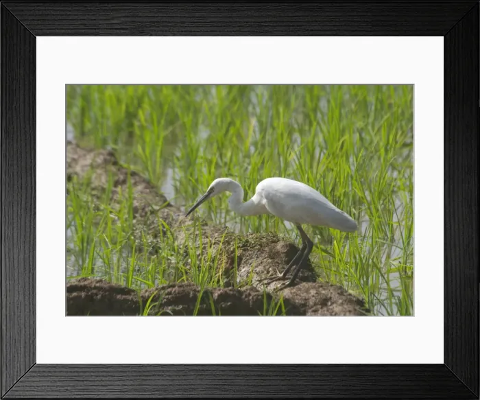 Framed Print : Little Egret Frequents both inland and coastal wetlands. Photographed in a rice paddy near Carambolim Lake, Goa, India, Asia Framed Print : Little Egret Frequents both inland and coastal wetlands. Photographed in a rice paddy near Carambolim Lake, Goa, India, Asia