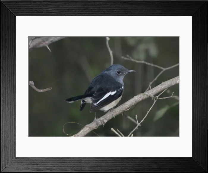 Framed Print : Oriental Magpie Robin - Female perched on branch Widespread throughout most of India in gardens, groves and open broadleaved forests. Photographed in Keoladeo Ghana National Park, Bharaptur, India, Asia Framed Print : Oriental Magpie Robin - Female perched on branch Widespread throughout most of India in gardens, groves and open broadleaved forests. Photographed in Keoladeo Ghana National Park, Bharaptur, India, Asia
