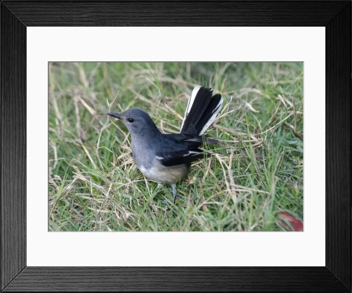 Framed Print : Oriental Magpie Robin - Female in grass Widespread throughout most of India in gardens, groves and open broadleaved forests. Photographed in Keoladeo Ghana National Park, Bharaptur, India, Asia Framed Print : Oriental Magpie Robin - Female in grass Widespread throughout most of India in gardens, groves and open broadleaved forests. Photographed in Keoladeo Ghana National Park, Bharaptur, India, Asia