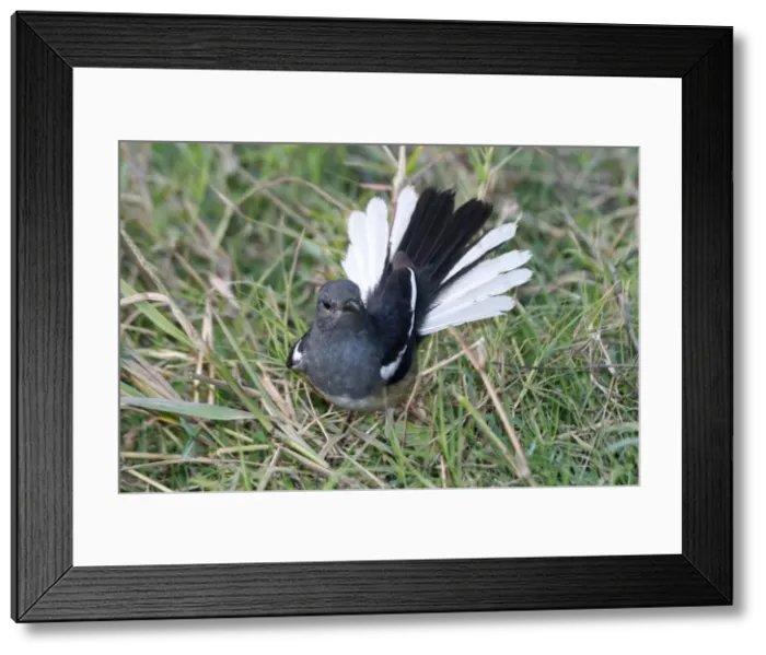 Framed Print : Oriental Magpie Robin - Female displaying. Widespread throughout most of India in gardens, groves and open broadleaved forests. Photographed in Keoladeo Ghana National Park, Bharaptur, India, Asia Framed Print : Oriental Magpie Robin - Female displaying. Widespread throughout most of India in gardens, groves and open broadleaved forests. Photographed in Keoladeo Ghana National Park, Bharaptur, India, Asia