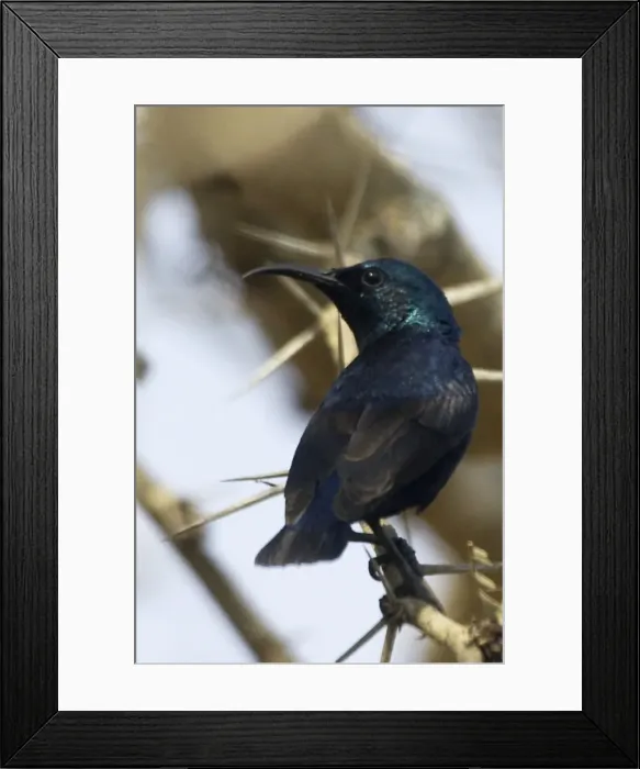 Framed Print : Purple Sunbird - Perched on branch A widespread Indian resident found in open deciduous forest and gardens. Photographed near Mudumalai, Western Ghats, India, Asia Framed Print : Purple Sunbird - Perched on branch A widespread Indian resident found in open deciduous forest and gardens. Photographed near Mudumalai, Western Ghats, India, Asia