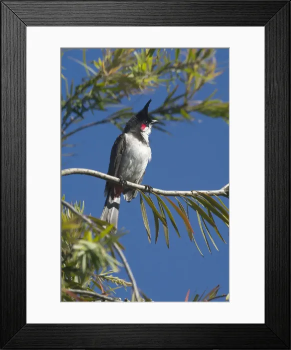 Framed Print : Red-whiskered Bulbul - Perched on branch A widespread resident in open forest and second growth. Photographed in the Ootacamund Botanic Gardens, Nilgiri Hills, Western Ghats, India, Asia Framed Print : Red-whiskered Bulbul - Perched on branch A widespread resident in open forest and second growth. Photographed in the Ootacamund Botanic Gardens, Nilgiri Hills, Western Ghats, India, Asia