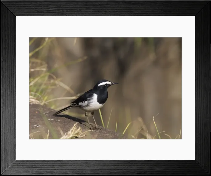 Framed Print : White-browed Wagtail - On ground Usually found near freshwater wetlands. This bird by a drain within the town itself. A widespread Indian resident photographed in Ootacamund, Nilgiri Hills, Western Ghats, India, Asia