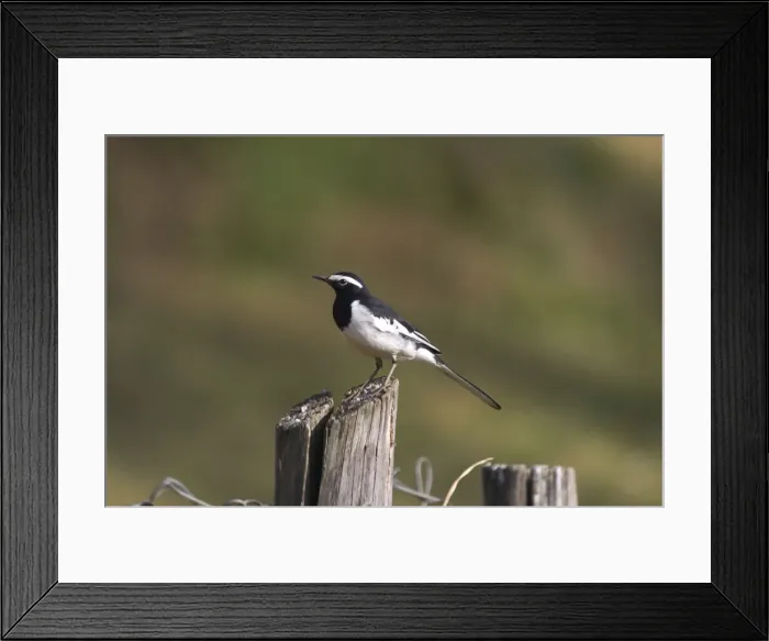 Framed Print : White-browed Wagtail - Perched on post Usually found near freshwater wetlands. This bird by a drain within the town itself. A widespread Indian resident photographed in Ootacamund, Nilgiri Hills, Western Ghats, India, Asia Framed Print : White-browed Wagtail - Perched on post Usually found near freshwater wetlands. This bird by a drain within the town itself. A widespread Indian resident photographed in Ootacamund, Nilgiri Hills, Western Ghats, India, Asia