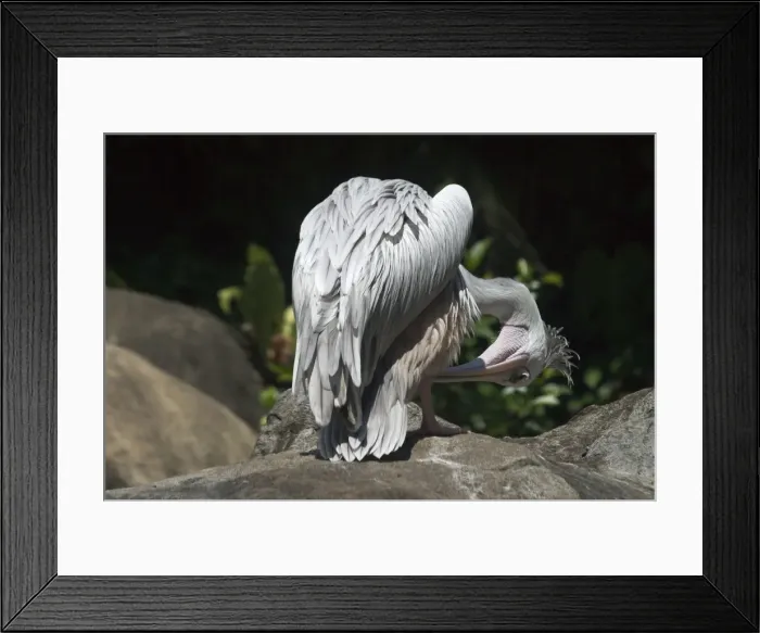 Framed Print : Pink-backed Pelican - Preening An African species inhabiting lakes dams estuaries lagoons and slow moving rivers Framed Print : Pink-backed Pelican - Preening An African species inhabiting lakes dams estuaries lagoons and slow moving rivers