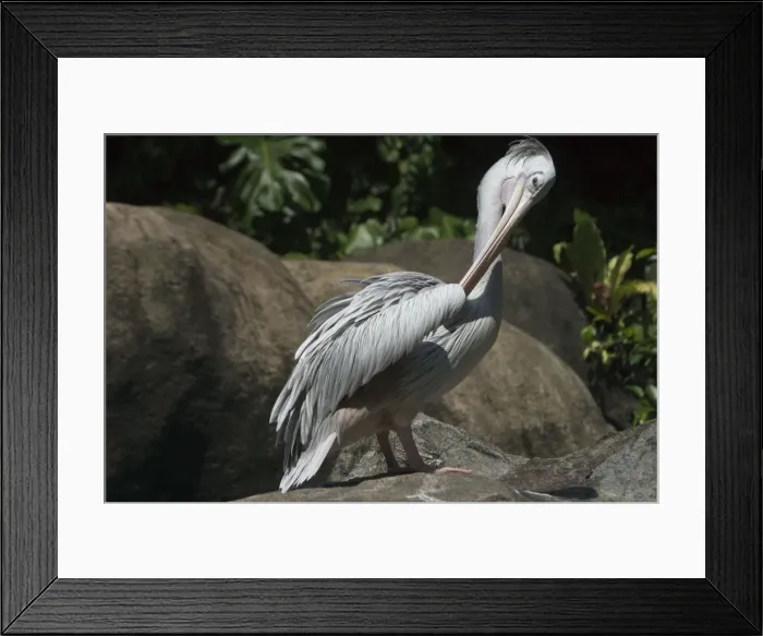 Framed Print : Pink-backed Pelican - Preening. An African species inhabiting lakes dams estuaries lagoons and slow moving rivers Framed Print : Pink-backed Pelican - Preening. An African species inhabiting lakes dams estuaries lagoons and slow moving rivers