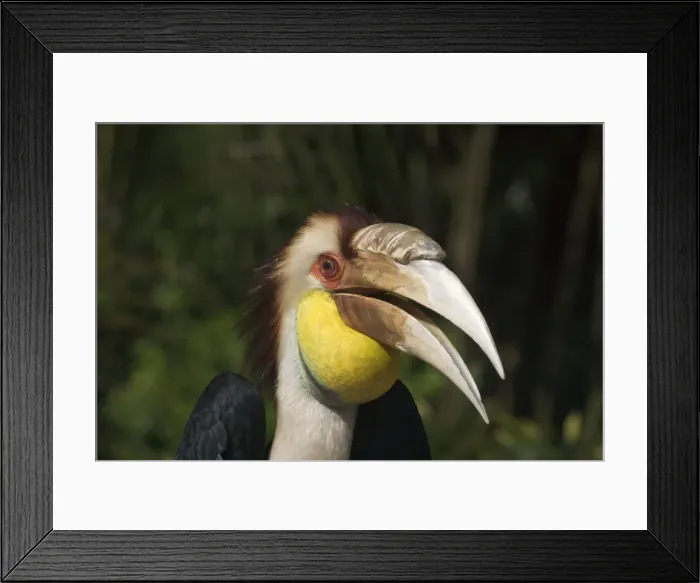 Framed Print : Plain-pouched Hornbill - With mouth open Described as Vulnerable in the Red Data Book. Isolated populations in Myanmar, Thailand and Peninsular Malaysia. Inhabits mixed deciduous and dry evergreen and tropical wet forests