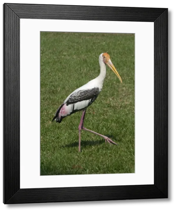 Framed Print : Painted Stork - Walking on grass Framed Print : Painted Stork - Walking on grass