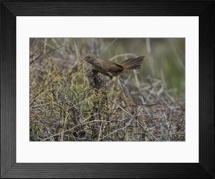 Framed Print : Spinifexbird - Restricted to spinifex, Triodia sp, where it is difficult to observe. This Australian endemic ranges in a band from the Pilbara to western Queensland. Usually sedentary and solitary except when breeding Framed Print : Spinifexbird - Restricted to spinifex, Triodia sp, where it is difficult to observe. This Australian endemic ranges in a band from the Pilbara to western Queensland. Usually sedentary and solitary except when breeding