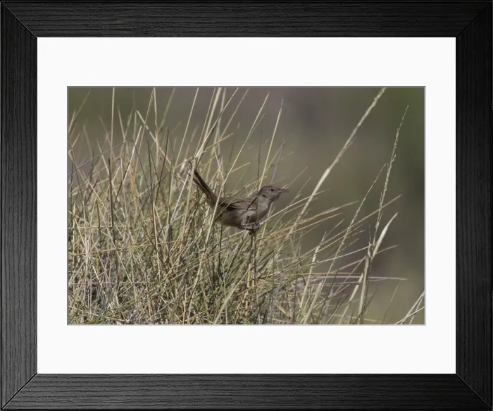 Framed Print : Spinifexbird - Restricted to spinifex, Triodia sp, where it is difficult to observe. This Australian endemic ranges in a band from the Pilbara to western Queensland. Usually sedentary and solitary except when breeding Framed Print : Spinifexbird - Restricted to spinifex, Triodia sp, where it is difficult to observe. This Australian endemic ranges in a band from the Pilbara to western Queensland. Usually sedentary and solitary except when breeding
