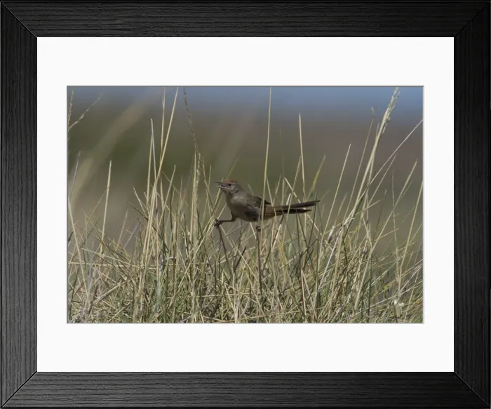 Framed Print : Spinifexbird - Restricted to spinifex, Triodia sp, where it is difficult to observe. This Australian endemic ranges in a band from the Pilbara to western Queensland. Usually sedentary and solitary except when breeding Framed Print : Spinifexbird - Restricted to spinifex, Triodia sp, where it is difficult to observe. This Australian endemic ranges in a band from the Pilbara to western Queensland. Usually sedentary and solitary except when breeding