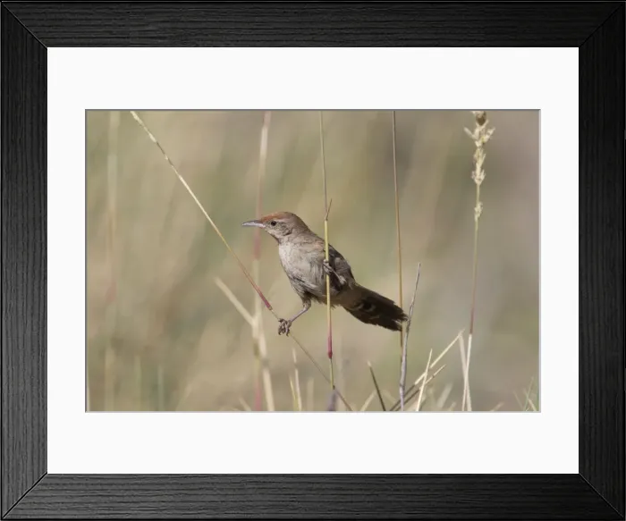 Framed Print : Spinifexbird - Restricted to spinifex, Triodia sp, where it is difficult to observe. This Australian endemic ranges in a band from the Pilbara to western Queensland. Usually sedentary and solitary except when breeding Framed Print : Spinifexbird - Restricted to spinifex, Triodia sp, where it is difficult to observe. This Australian endemic ranges in a band from the Pilbara to western Queensland. Usually sedentary and solitary except when breeding