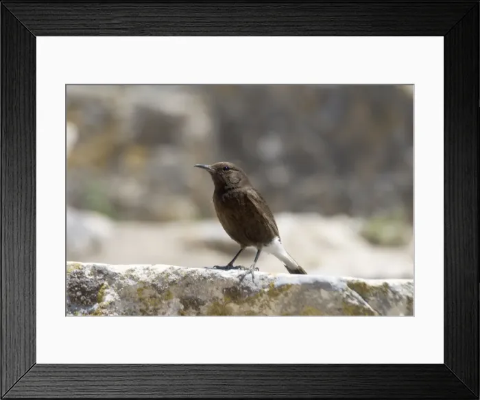 Framed Print : Black Wheatear perched - Female perched on the ruins of the Roman city at Dougga, Tunisia, North Africa Framed Print : Black Wheatear perched - Female perched on the ruins of the Roman city at Dougga, Tunisia, North Africa