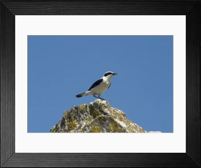 Framed Print : Black-eared Wheatear, perched - Male among the Roman ruins at Dougga, Tunisia, North Africa Framed Print : Black-eared Wheatear, perched - Male among the Roman ruins at Dougga, Tunisia, North Africa