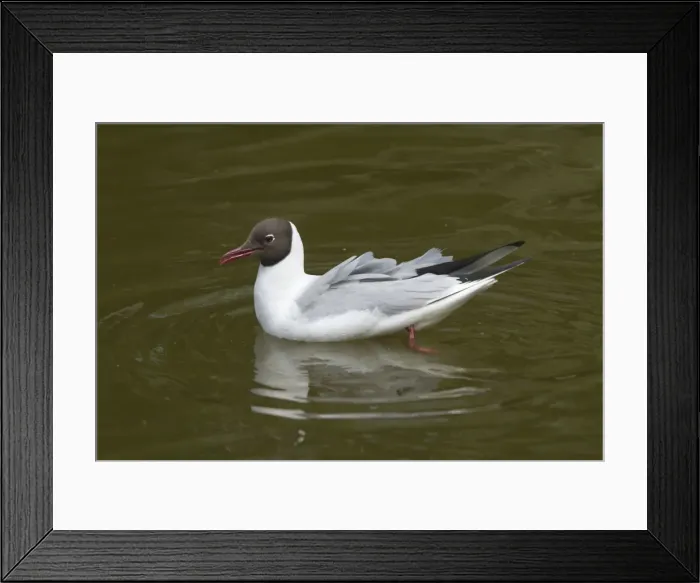 Framed Print : Black-headed Gull swimming. In the Het Zwin Wetlands, near Knokke, Belgium Framed Print : Black-headed Gull swimming. In the Het Zwin Wetlands, near Knokke, Belgium