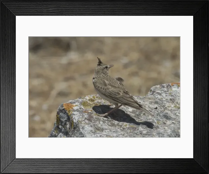 Framed Print : Crested Lark, perched. At the Roman ruins of Dougga in Tunisia, North Africa Framed Print : Crested Lark, perched. At the Roman ruins of Dougga in Tunisia, North Africa