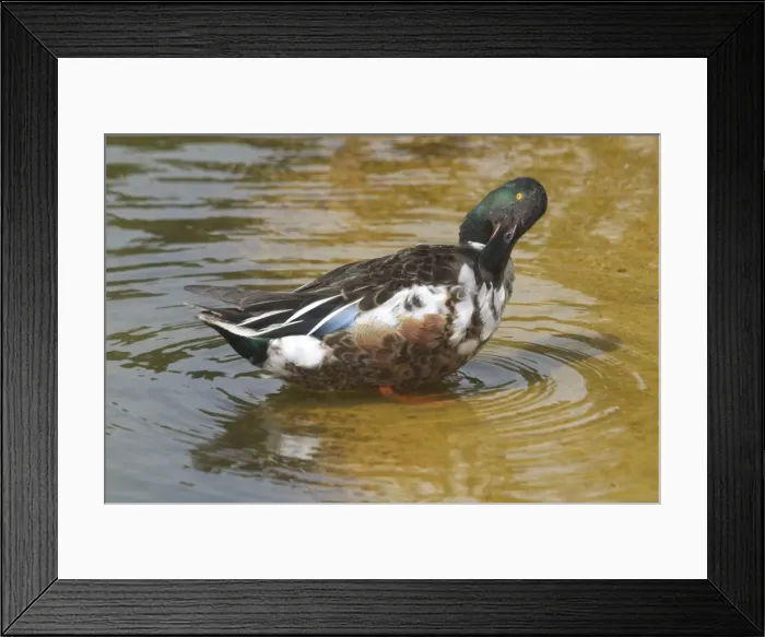 Framed Print : Shoveler preening. - Male. Part of the waterfowl collection, at Het Zwin Nature Reserve, near Knokke, Belgium Framed Print : Shoveler preening. - Male. Part of the waterfowl collection, at Het Zwin Nature Reserve, near Knokke, Belgium