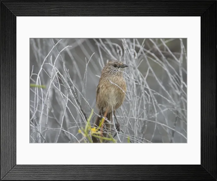 Framed Print : Thick-billed Grasswren. Formerly Western Grasswren. Inhabits sandplains with scattered shrubs. Restricted distribution, vulnerable. Monkey Mia, Western Australia Framed Print : Thick-billed Grasswren. Formerly Western Grasswren. Inhabits sandplains with scattered shrubs. Restricted distribution, vulnerable. Monkey Mia, Western Australia