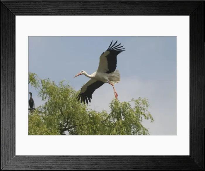 Framed Print : White Stork in flight - At Het Zwin Nature Reserve, near Knokke, Belgium Framed Print : White Stork in flight - At Het Zwin Nature Reserve, near Knokke, Belgium