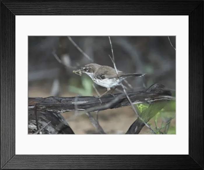 Framed Print : White-browed Scrubwren with food in mouth - A secretive bird preferring dense cover but not uncommon just overlooked. About 11 or 12 subspecies ranging around the eastern, southern and western coasts of Australia Framed Print : White-browed Scrubwren with food in mouth - A secretive bird preferring dense cover but not uncommon just overlooked. About 11 or 12 subspecies ranging around the eastern, southern and western coasts of Australia
