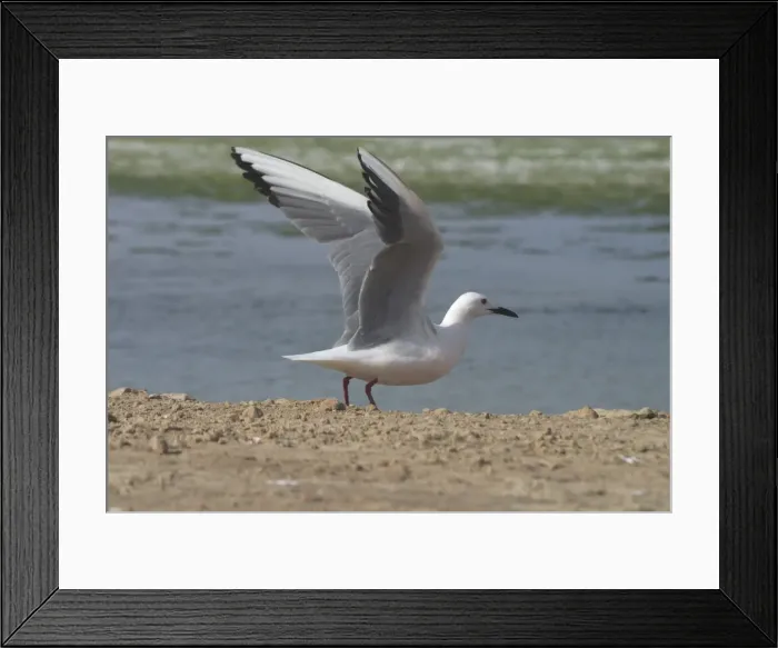 Framed Print : Slender-billed Gull, wings raised. - At Es Sejoumi, Tunisia, North Africa Framed Print : Slender-billed Gull, wings raised. - At Es Sejoumi, Tunisia, North Africa
