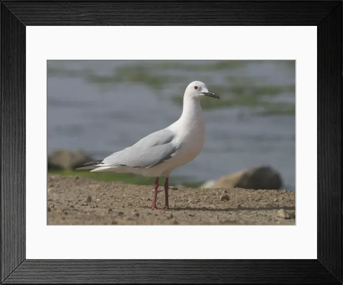 Framed Print : Slender-billed Gull standing on ground - At Es Sejoumi, Tunisia, North Africa Framed Print : Slender-billed Gull standing on ground - At Es Sejoumi, Tunisia, North Africa